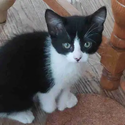 Chaton avec légère difformité cherche personne aimante, View more