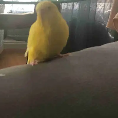 yellow budgie, View more