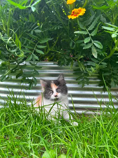 5 kittens for sale! 4 boys & 1 girl, View more