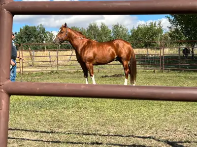 AQHA 2016 Sorrel Stallion – Proven Producer, View more