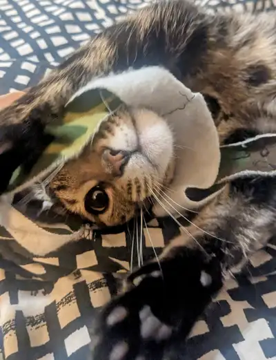 beautiful tabby / Bengal mix, View more