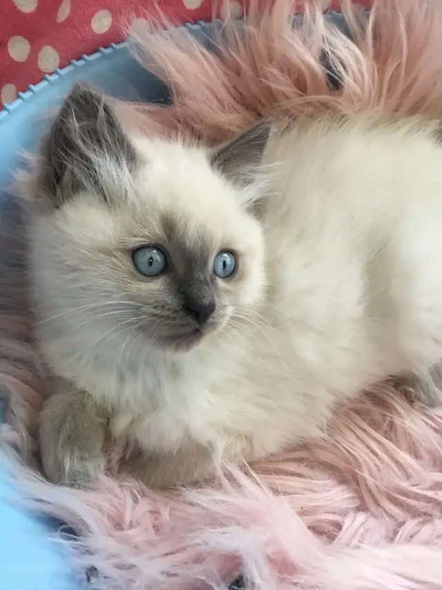 Chaton Ragdoll in Cats & Kittens for Rehoming in Drummondville - Image 3