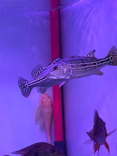 High quality rare peacock bass at auspicious aquarium, View more