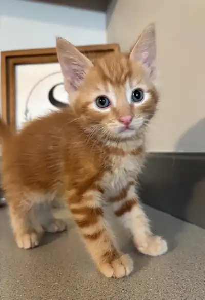 Beautiful kittens - FREE DELIVERY, View more