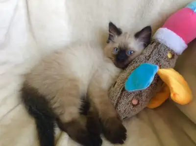 ( English follows ) * Spécial Été * 2 Beaux Petits Chatons Mâle et Femelle Ragdoll aux Yeux Bleux Pu...
