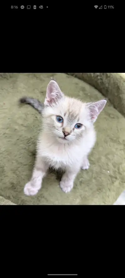 Kitten for sale, View more