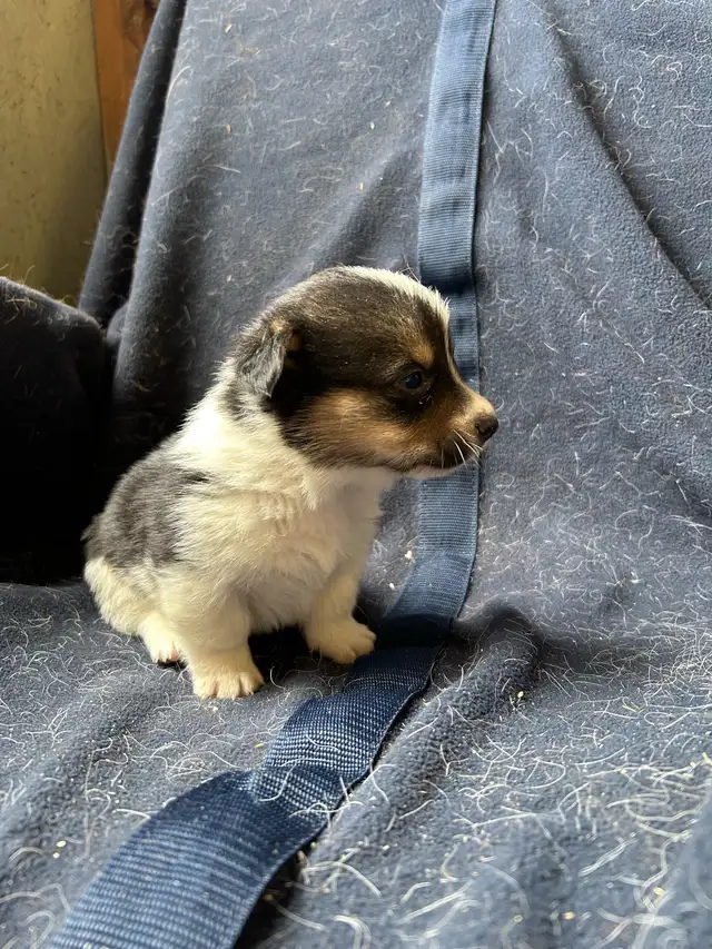 Chiot COWBOY CORGI à adopter in Dogs & Puppies for Rehoming in West Island - Image 9
