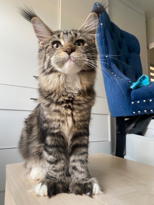Unique Polydactyl purebred Maine Coon female kitten | Cats & Kittens