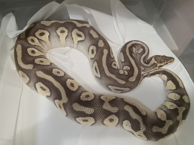 Ball pythons for sale in Reptiles & Amphibians for Rehoming in Edmonton - Image 3