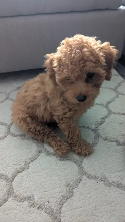 Adorable chiot caniche nain femelle, View more