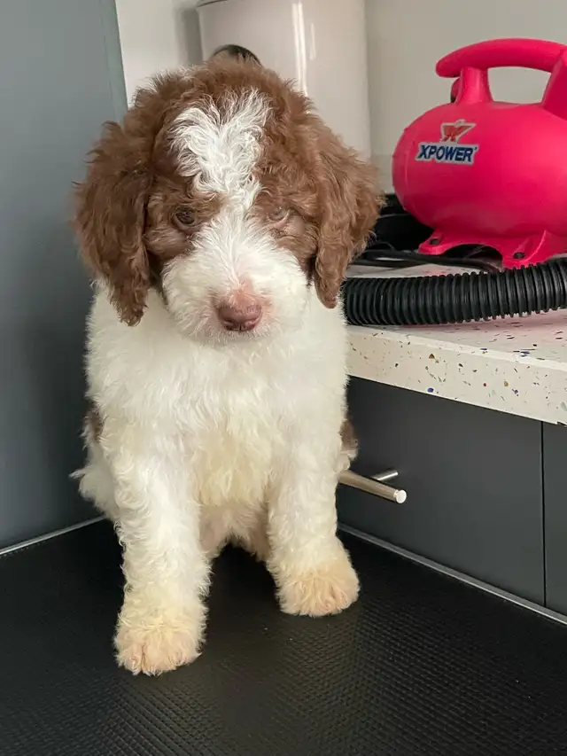 Mini Bernedoodle puppies in Dogs & Puppies for Rehoming in Mississauga / Peel Region - Image 4