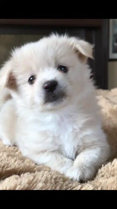 4 Males Left! Adorable Shih Poo / Bichon Pom Puppies, View more
