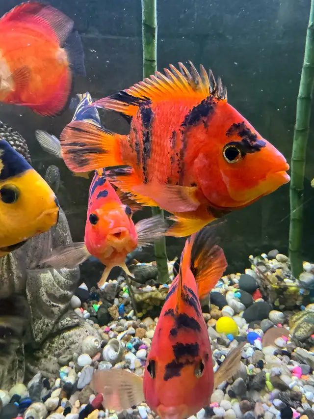 Parrot fish for sale. in Fish for Rehoming in City of Toronto - Image 5