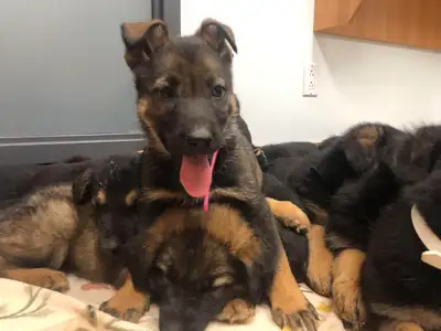 Merveilleux chiots Berger Allemand Pure Race Enregistrés !, View more