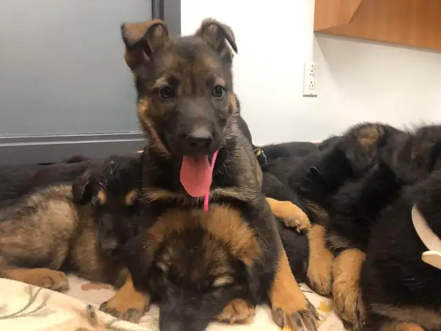 Merveilleux chiots Berger Allemand Pure Race Enregistrés ! in Dogs & Puppies for Rehoming in Trois-Rivières - Image 8