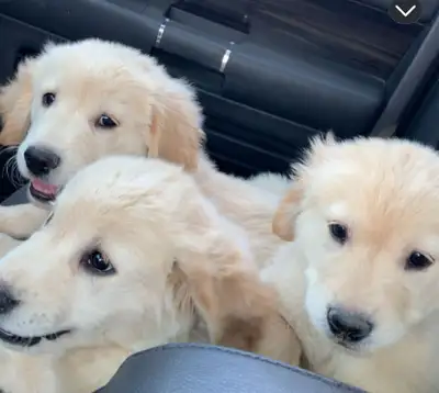 magnifique chiot golden retriever pure race, View more