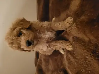 Maltipoo Puppies, View more