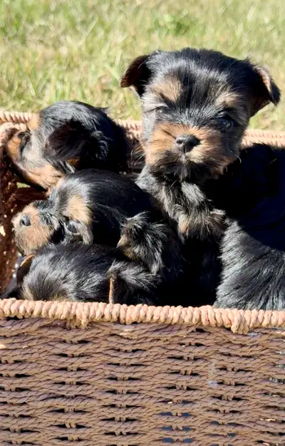Teacup Yorkshire Terrier Puppies, View more