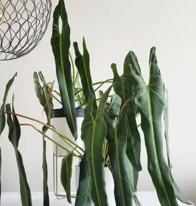 Philodendron Spiritus Sancti, View more