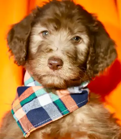 5 TRÈS RARE BORDOODLES RED MERLE ET ARDOISES. Née le 9 JANVIER 2025 A qui la chance! Pour plus d'inf...