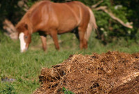 Horse, cow, sheep or chicken manure wanted