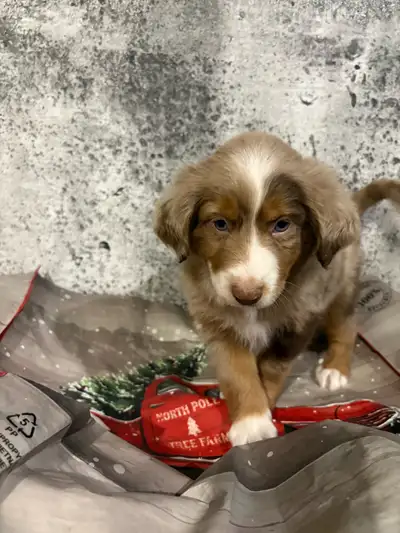 Toy/mini berger australien à vendre Née en décembre 2024 Vient avec leur carnet de santé Pour plus d...