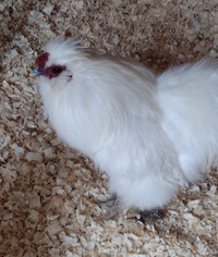 FREE silkie rooster