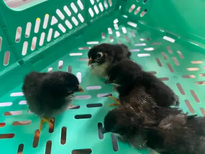 Bantam mixed Chicks, View more