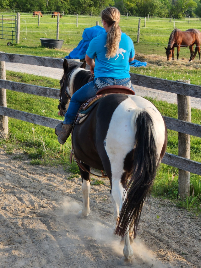 Paint horse for sale Horses & Ponies for Rehoming Kawartha Lakes