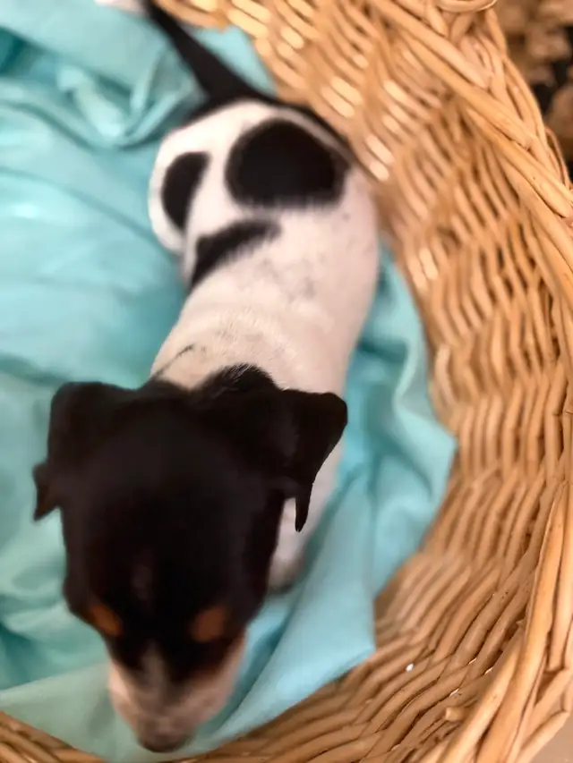 ONLY 3 LEFT!!!!! Mini Dachshund Puppies Available in Dogs & Puppies for Rehoming in City of Toronto - Image 9