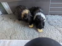 Female 6 month old guinea pigs - to go together