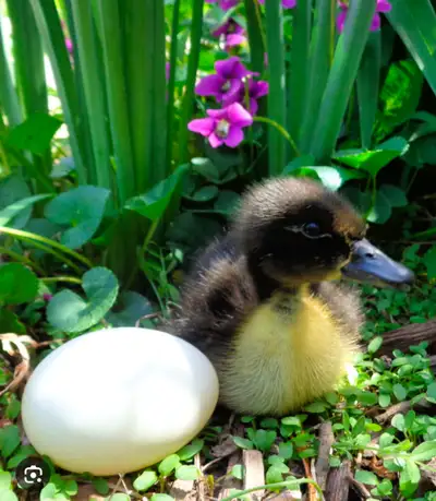 LOOKING FOR FIRTILIZED DUCK EGGS, View more