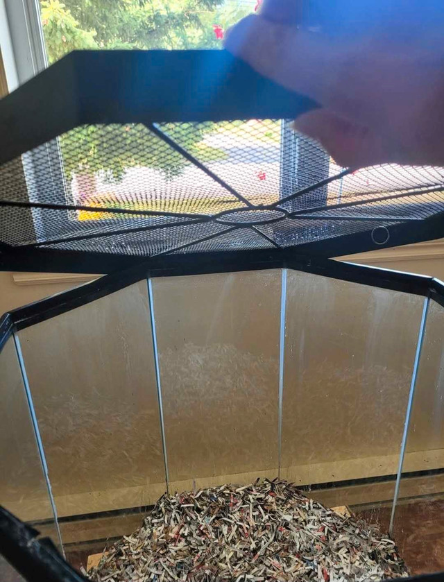 Vivarium Bébés oiseaux dans Oiseaux à adopter  à Laval/Rive Nord - Image 3