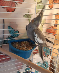 Cockatiels and Budgies available.
