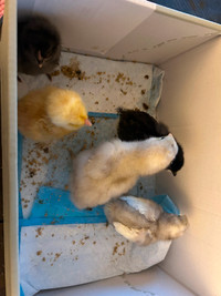 Easter egger and olive egger chicks