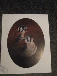 Peregrine Falcons print by Eddie LePage (9 3/4 x 12)