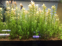 75 Easy to-Care-For Aquarium Plants (9 different types) for $20