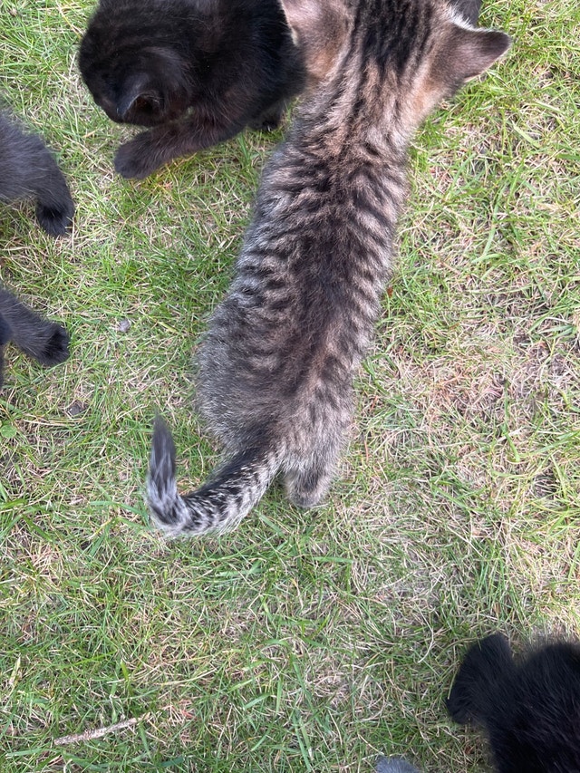 Kittens to give away Cats & Kittens for Rehoming Grande Prairie Kijiji