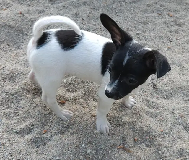 chihuahua croisé teckel in Dogs & Puppies for Rehoming in Laurentides - Image 4