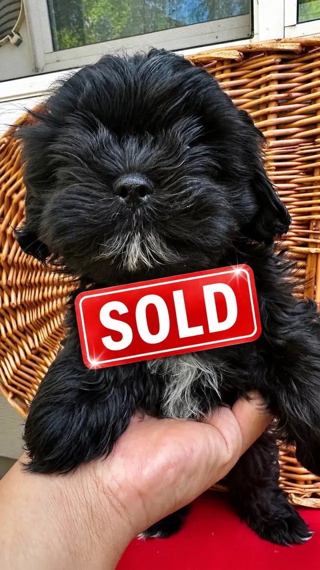 Shih tzu puppies 4 left