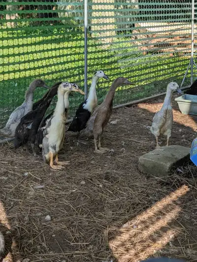 Indian Runner Ducks, View more