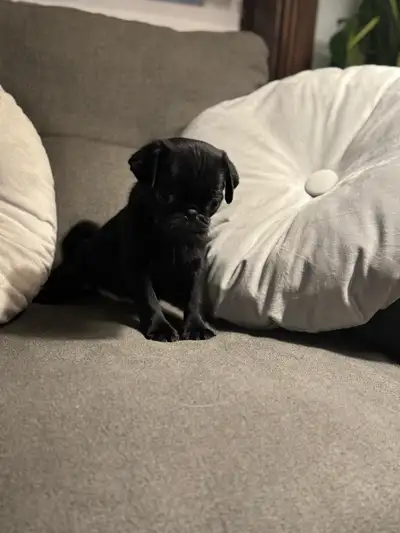 Deux adorables chiots sont prêts à rejoindre une famille pour la vie. Nos petites boules d’amour son...