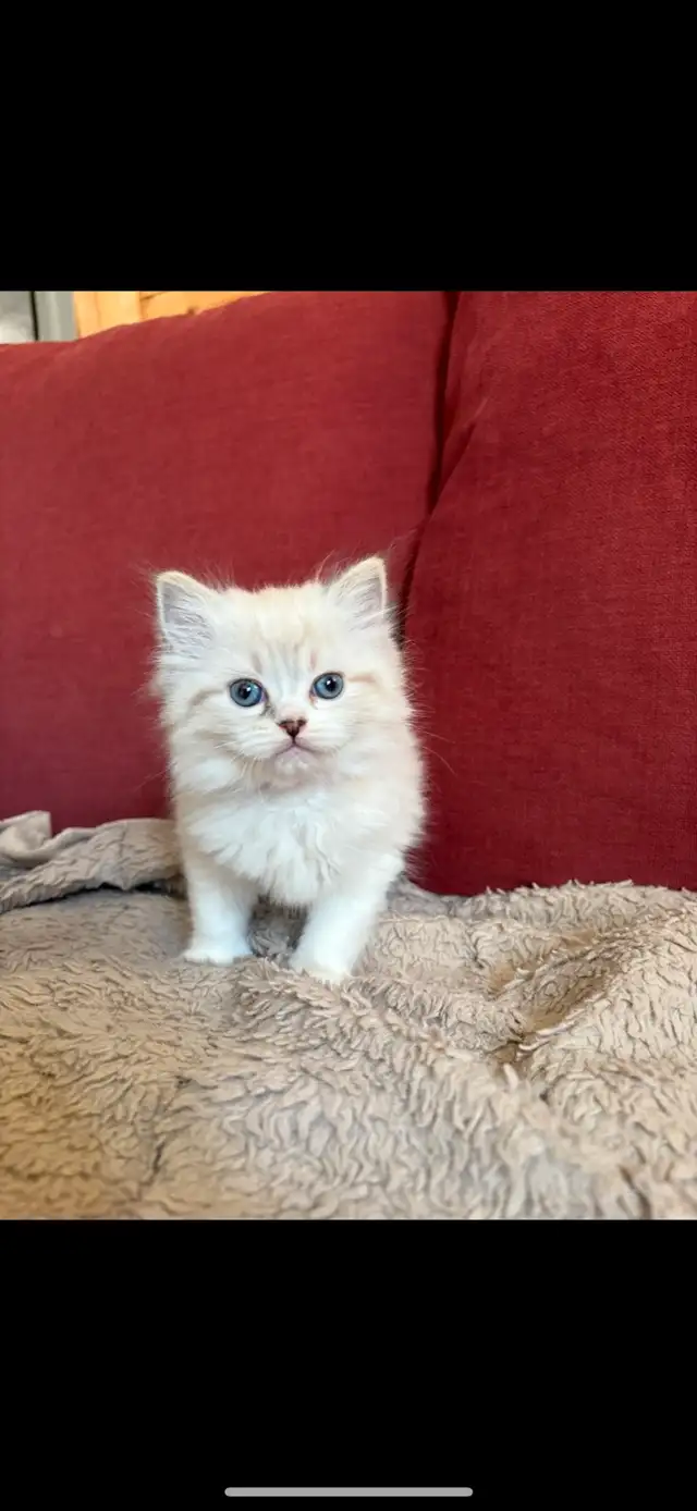 Ragdoll Kittens