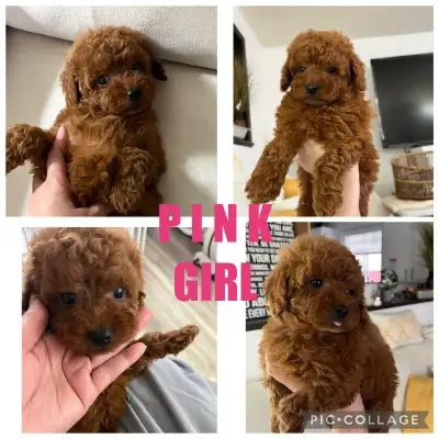 Red Mini-Toy Poodle, View more