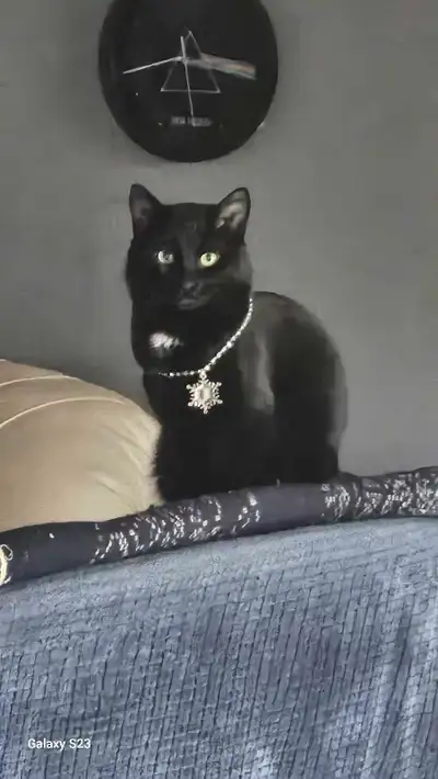 Small male cat for rehoming , View more