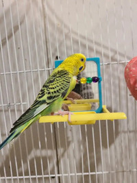 Budgie / Parakeet green female