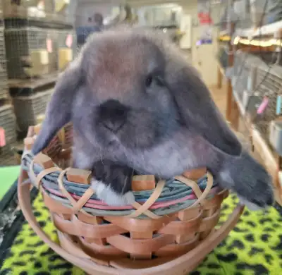 Holland lops are the smallest breed of lop-eared bunny rabbit. Friendly and tame. Seeking forever ho...
