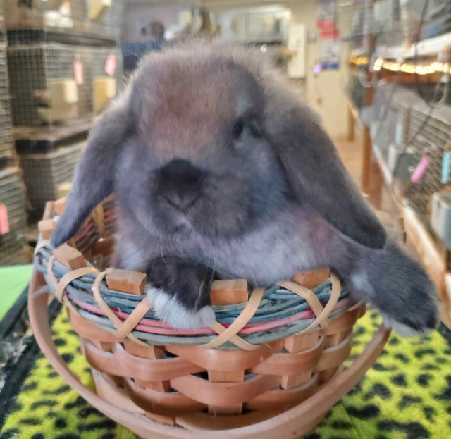 EXTRAORDINARY BABY HOLLAND LOP BUNNY RABBITS in Small Animals for Rehoming in Kingston