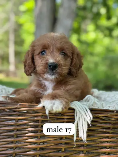 Mini Goldendoodle Puppy For Sale, View more