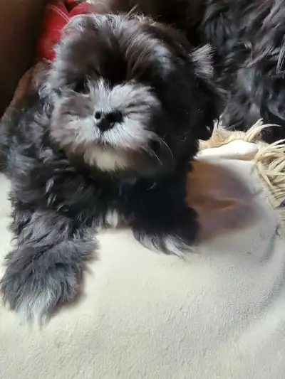 1 black and white male VIDEO LINK.. https://youtube.com/shorts/6lGB4Q4sYvw?si=MGggU4s7wBesFODN We ar...